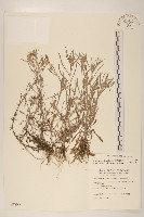 直莖鼠麴草藏品圖，第1張
