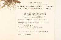 直莖鼠麴草藏品圖，第2張