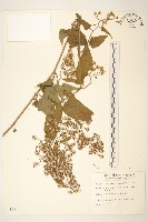 蔓黃菀藏品圖，第1張