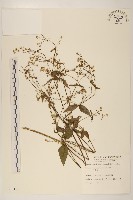 小米菊藏品圖，第1張