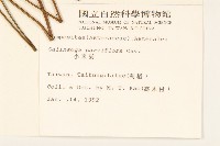 小米菊藏品圖，第2張