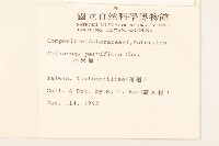 小米菊藏品圖，第2張