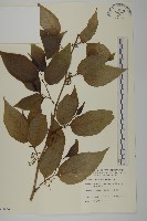 佩羅特木藏品圖，第1張