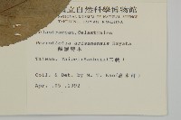 佩羅特木藏品圖，第2張