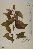 佩羅特木藏品圖，第1張