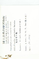 斑花青牛膽藏品圖，第2張