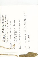 斑花青牛膽藏品圖，第2張