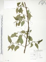 小構樹藏品圖，第1張