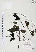 血藤、青山籠藏品圖，第1張