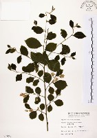 烏皮九芎、奮起湖野茉莉藏品圖，第1張