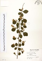 烏皮九芎、奮起湖野茉莉藏品圖，第1張