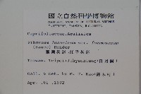 紅子莢迷藏品圖，第2張