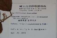 紅子莢迷藏品圖，第2張
