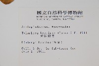 短柄鷗蔓藏品圖，第2張