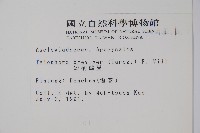 短柄鷗蔓藏品圖，第2張