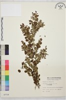 小葉黃鱔藤藏品圖，第2張