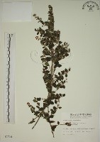 小葉黃鱔藤藏品圖，第1張