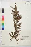 小葉黃鱔藤藏品圖，第2張