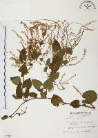 臺灣何首烏藏品圖，第1張