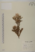 雞鵤刺、鵝鑾鼻小薊藏品圖，第1張
