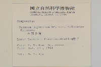 雞鵤刺、鵝鑾鼻小薊藏品圖，第2張