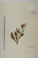 雞觴刺、島薊藏品圖，第1張