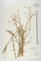 狗娃花藏品圖，第1張