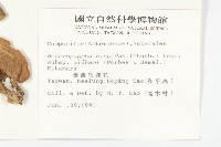 臺灣狗娃花藏品圖，第2張