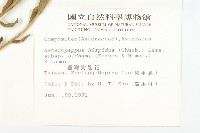 臺灣狗娃花藏品圖，第2張