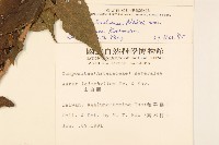 琉球澤蘭藏品圖，第2張