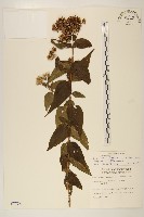 琉球澤蘭藏品圖，第1張