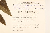 琉球澤蘭藏品圖，第2張