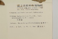 艾納香藏品圖，第2張