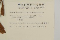 艾納香藏品圖，第2張