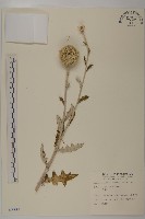 漏盧、山防風藏品圖，第1張