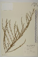 茵蔯蒿藏品圖，第1張