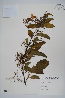 塊莖蘆莉草、紫莉花、藍蘆莉、球根蘆莉藏品圖，第1張