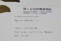 塊莖蘆莉草、紫莉花、藍蘆莉、球根蘆莉藏品圖，第2張