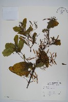 塊莖蘆莉草、紫莉花、藍蘆莉、球根蘆莉藏品圖，第1張