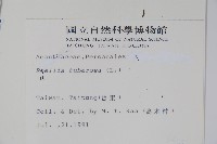 塊莖蘆莉草、紫莉花、藍蘆莉、球根蘆莉藏品圖，第2張