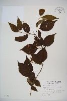 臺灣蝴蝶戲珠花、臺灣蝴蝶花藏品圖，第1張