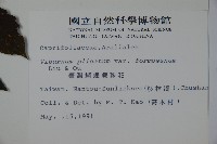 臺灣蝴蝶戲珠花、臺灣蝴蝶花藏品圖，第2張