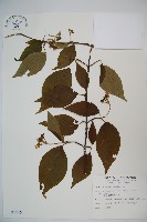 臺灣蝴蝶戲珠花、臺灣蝴蝶花藏品圖，第1張