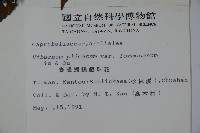 臺灣蝴蝶戲珠花、臺灣蝴蝶花藏品圖，第2張