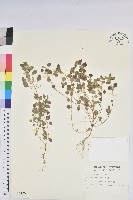 登錄號:S007755藏品圖，第1張