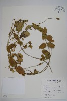 鷗蔓藏品圖，第1張