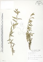 裂葉月見草藏品圖，第1張