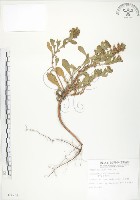 茅毛珍珠菜藏品圖，第1張