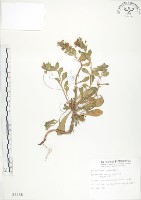 茅毛珍珠菜藏品圖，第1張