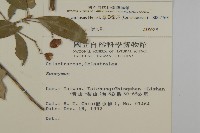 厚葉衛矛, 源一木藏品圖，第2張